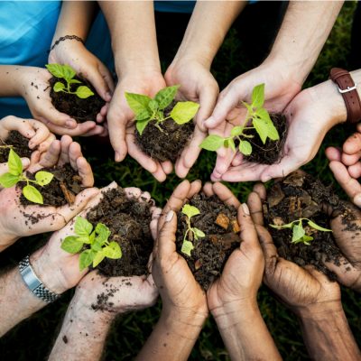 plantar_arboles Voluntariado